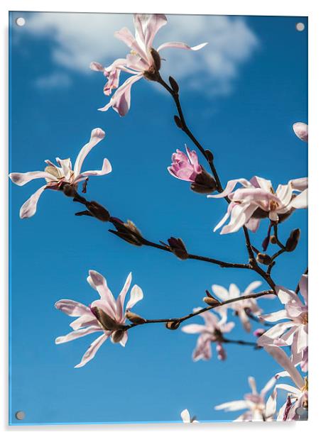 Pink blossom against a blue sky Acrylic by Chris Watson