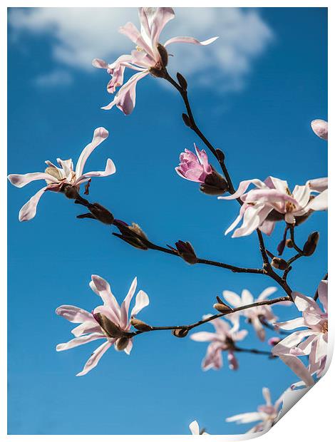 Pink blossom against a blue sky Print by Chris Watson