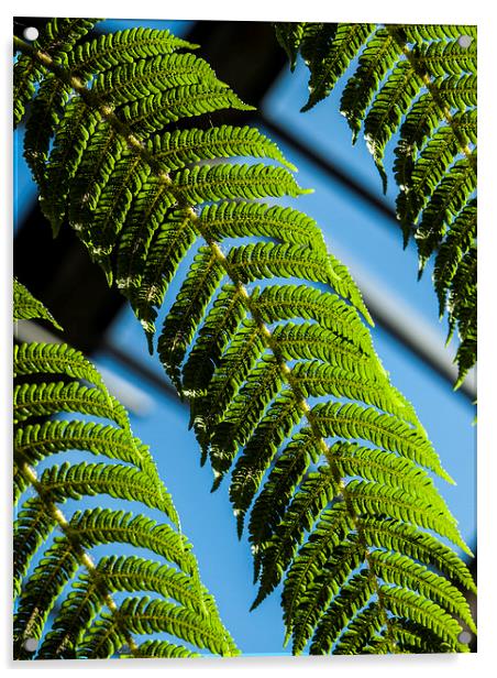 Green ferns, Blue sky Acrylic by Chris Watson