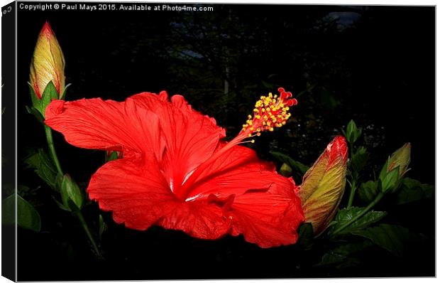 Hibiscus Canvas Print by Paul Mays