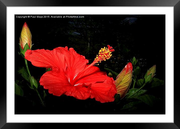 Hibiscus Framed Mounted Print by Paul Mays