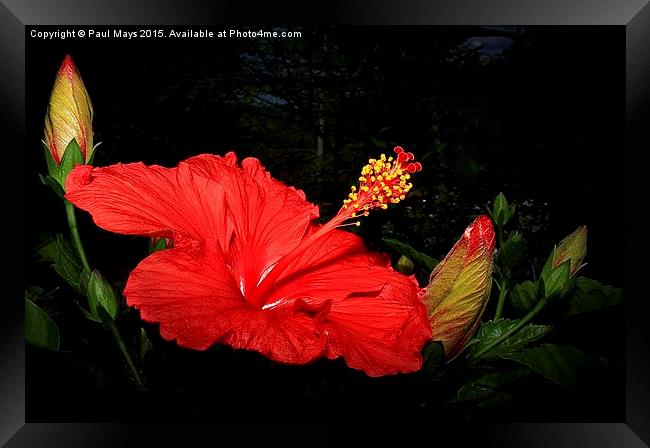 Hibiscus Framed Print by Paul Mays