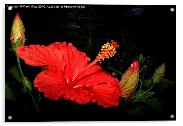 Hibiscus Acrylic by Paul Mays