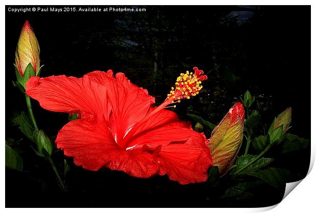 Hibiscus Print by Paul Mays