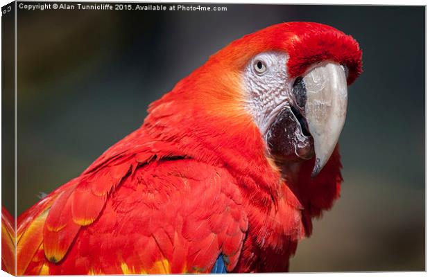 Scarlet Macaw Canvas Print by Alan Tunnicliffe