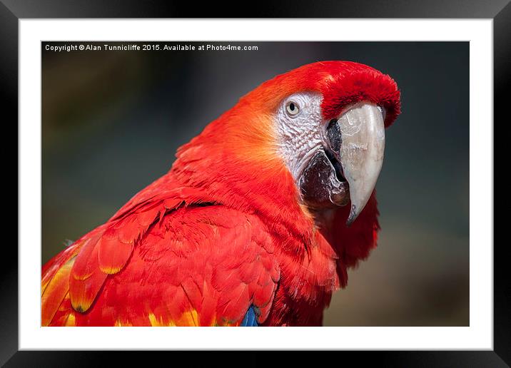  Scarlet Macaw Framed Mounted Print by Alan Tunnicliffe
