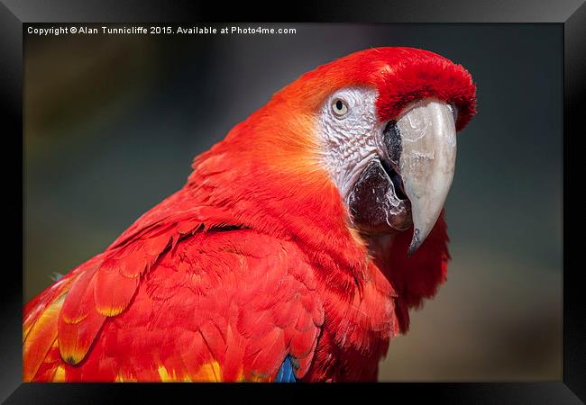  Scarlet Macaw Framed Print by Alan Tunnicliffe