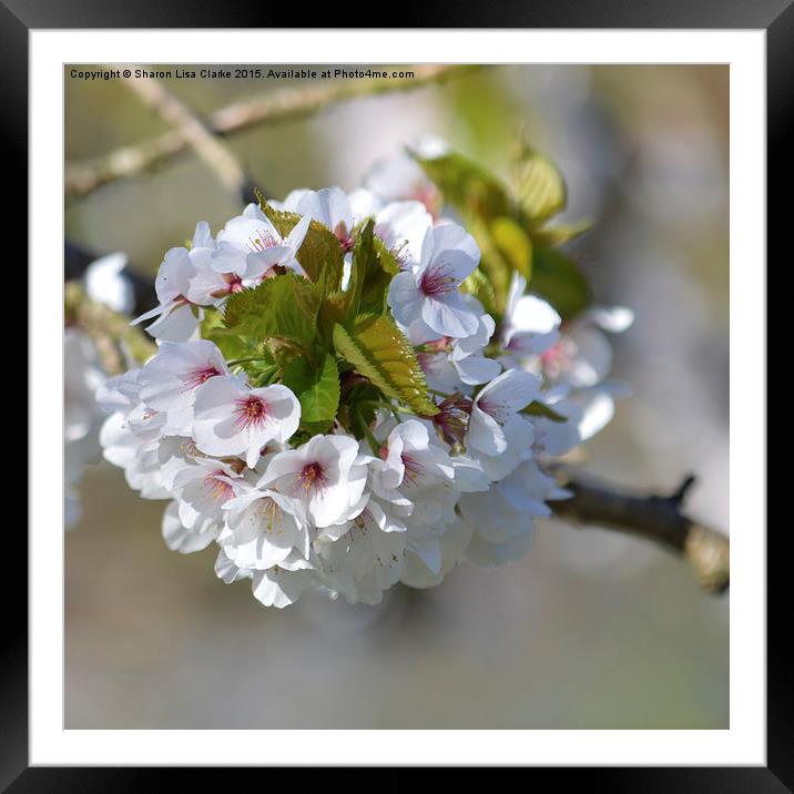  First Blossom Framed Mounted Print by Sharon Lisa Clarke