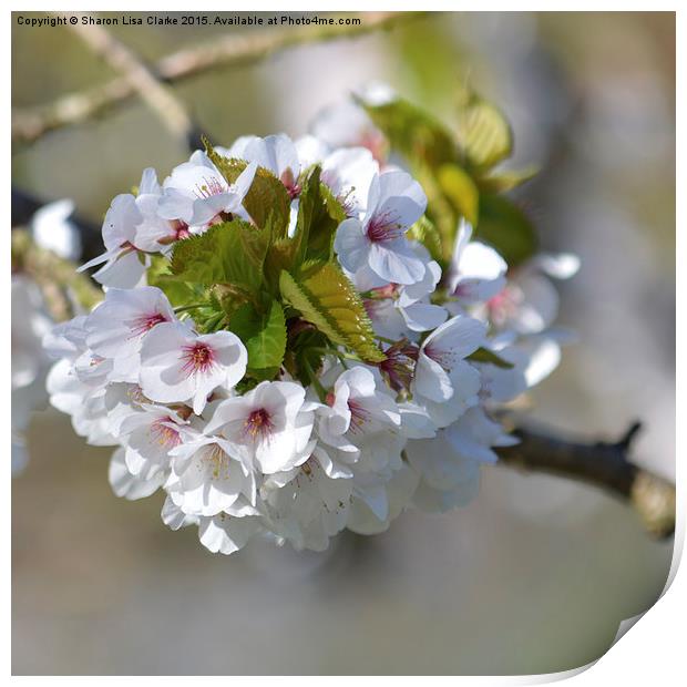  First Blossom Print by Sharon Lisa Clarke
