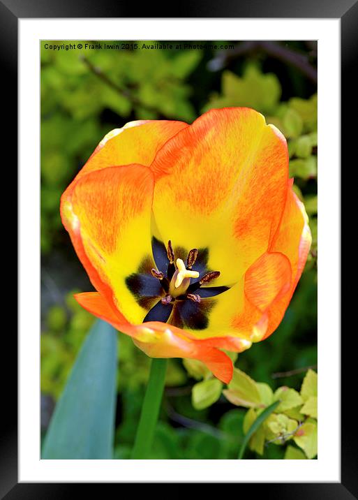  Macro shot of a tulip head Framed Mounted Print by Frank Irwin