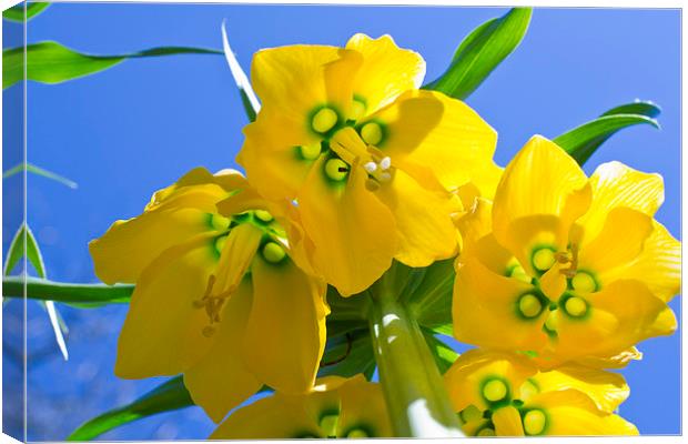  Yellows Bells Canvas Print by Andy Heap