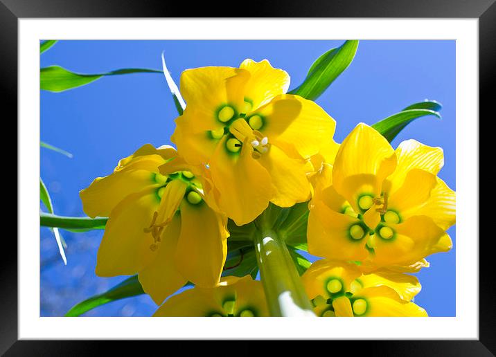  Yellows Bells Framed Mounted Print by Andy Heap