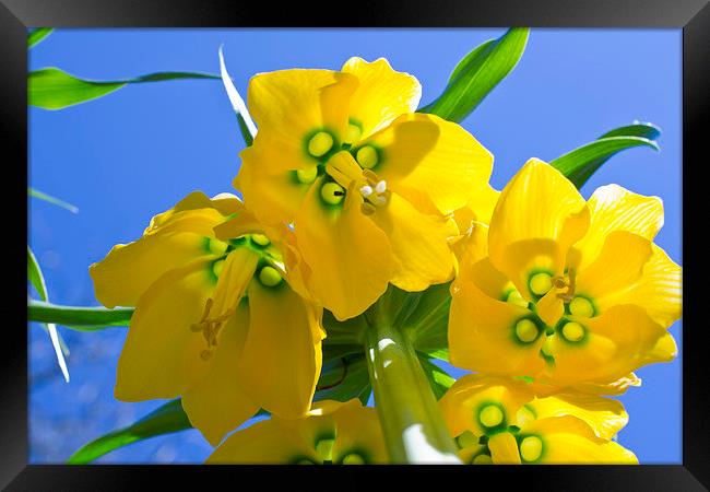  Yellows Bells Framed Print by Andy Heap