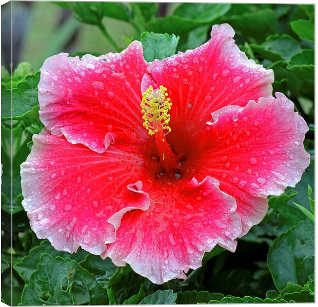  Red Hibiscus Canvas Print by Tony Murtagh