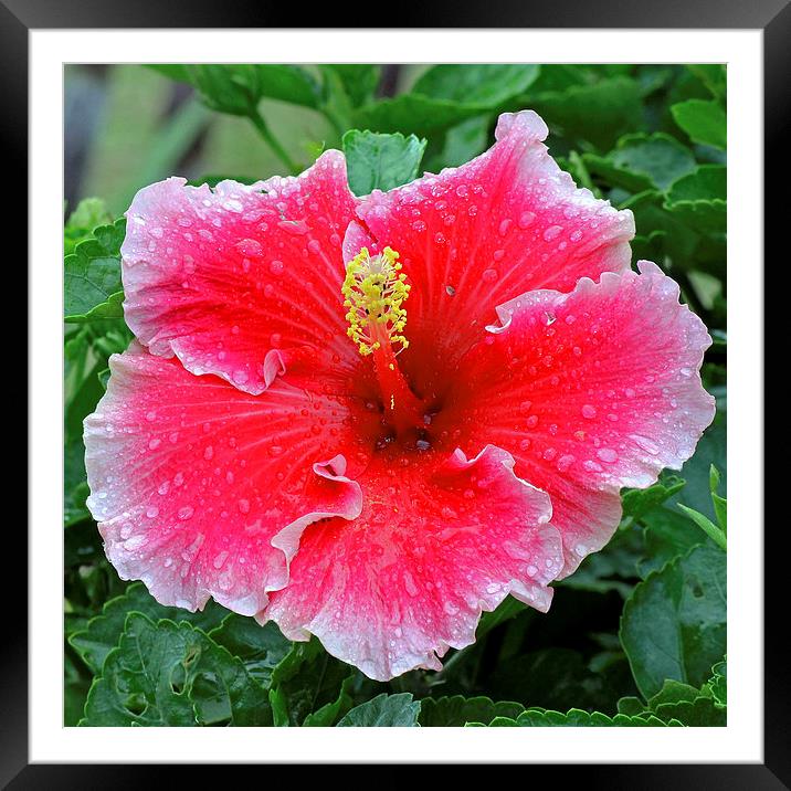  Red Hibiscus Framed Mounted Print by Tony Murtagh