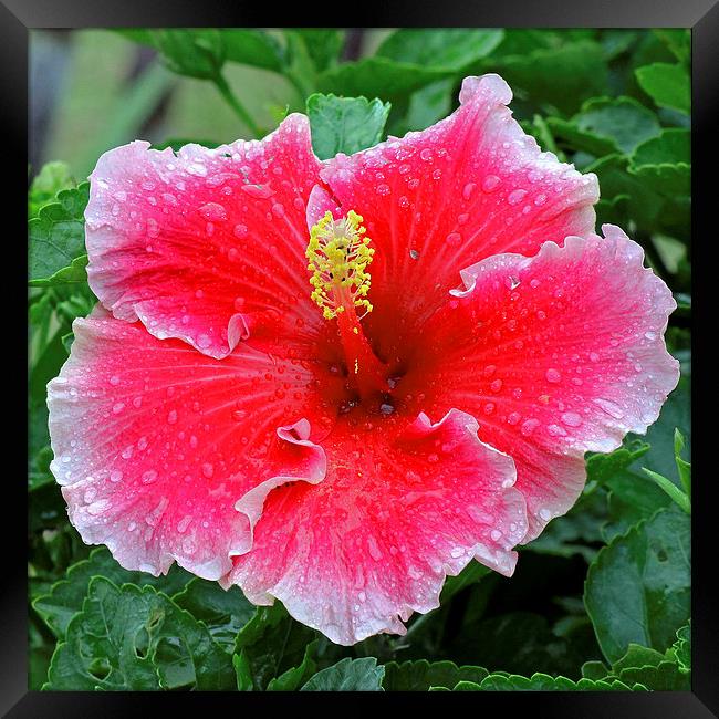  Red Hibiscus Framed Print by Tony Murtagh
