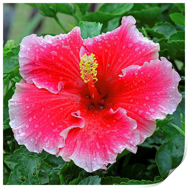  Red Hibiscus Print by Tony Murtagh