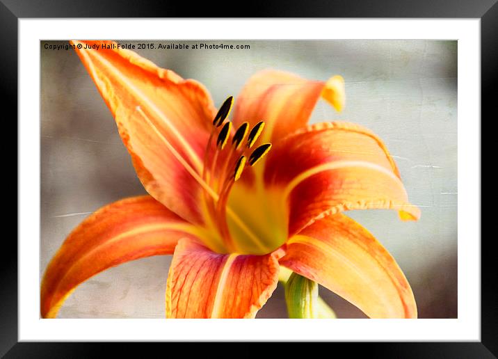  Inviting the Bee Framed Mounted Print by Judy Hall-Folde