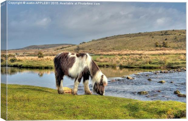  Dartmoor Pony At Cadover Bridge Canvas Print by austin APPLEBY