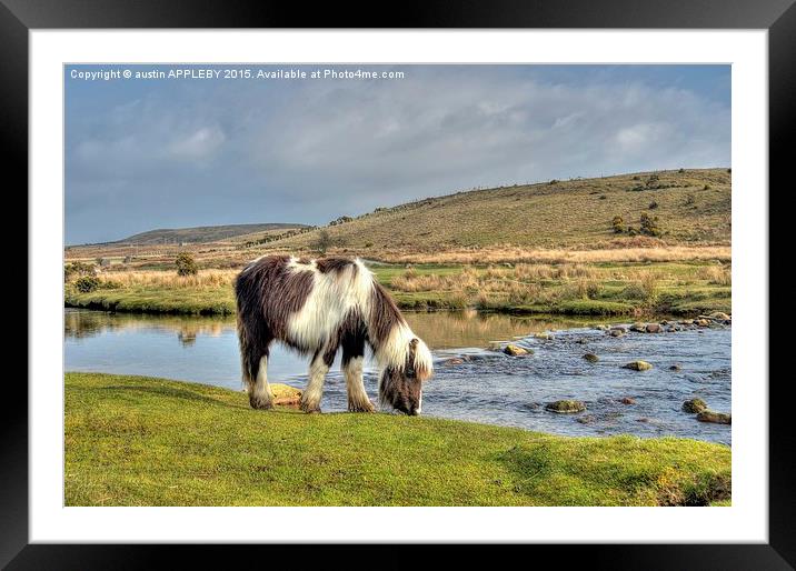  Dartmoor Pony At Cadover Bridge Framed Mounted Print by austin APPLEBY