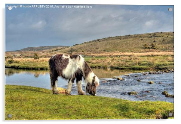  Dartmoor Pony At Cadover Bridge Acrylic by austin APPLEBY