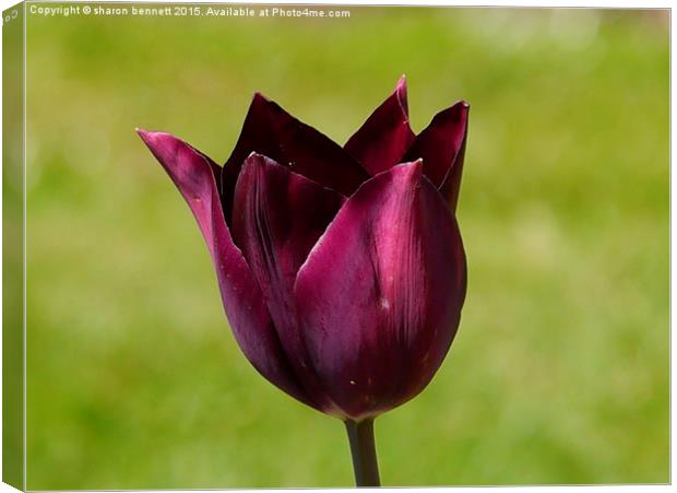  Purple Tulip Canvas Print by sharon bennett