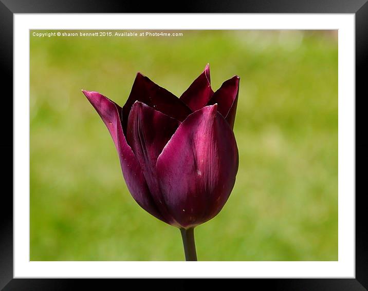  Purple Tulip Framed Mounted Print by sharon bennett