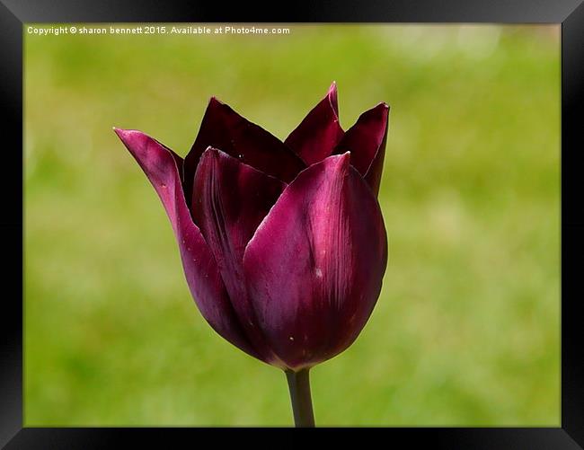  Purple Tulip Framed Print by sharon bennett