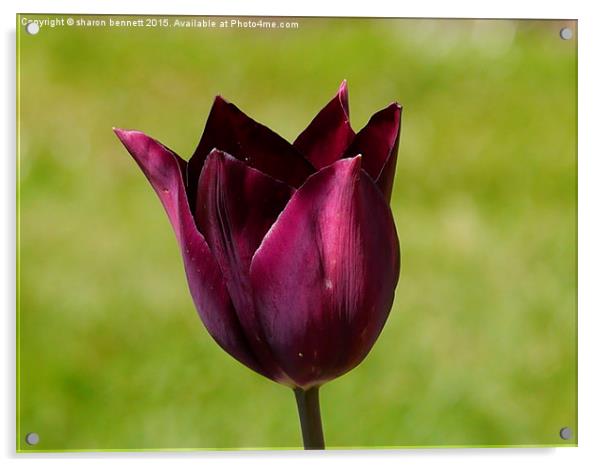  Purple Tulip Acrylic by sharon bennett