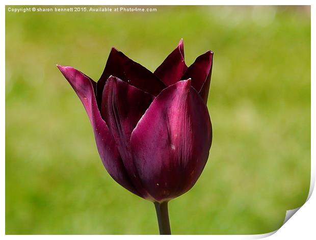  Purple Tulip Print by sharon bennett