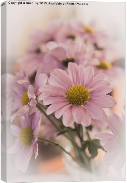 Chrysanthermums in vase Canvas Print by Brian Fry