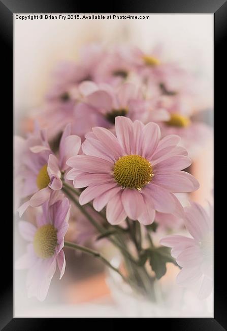 Chrysanthermums in vase Framed Print by Brian Fry