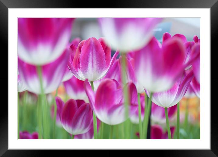  Spring Celebration. Tulips of Keukenhof  Framed Mounted Print by Jenny Rainbow