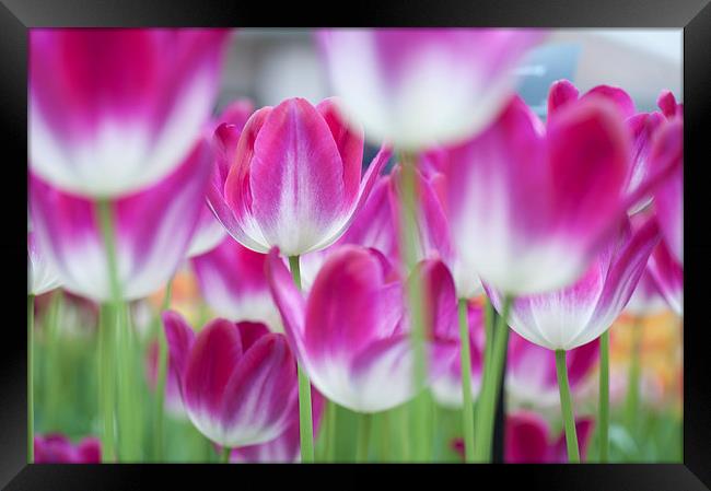  Spring Celebration. Tulips of Keukenhof  Framed Print by Jenny Rainbow