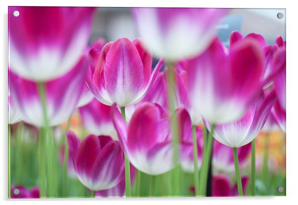  Spring Celebration. Tulips of Keukenhof  Acrylic by Jenny Rainbow