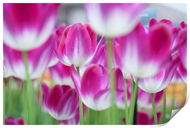  Spring Celebration. Tulips of Keukenhof  Print by Jenny Rainbow
