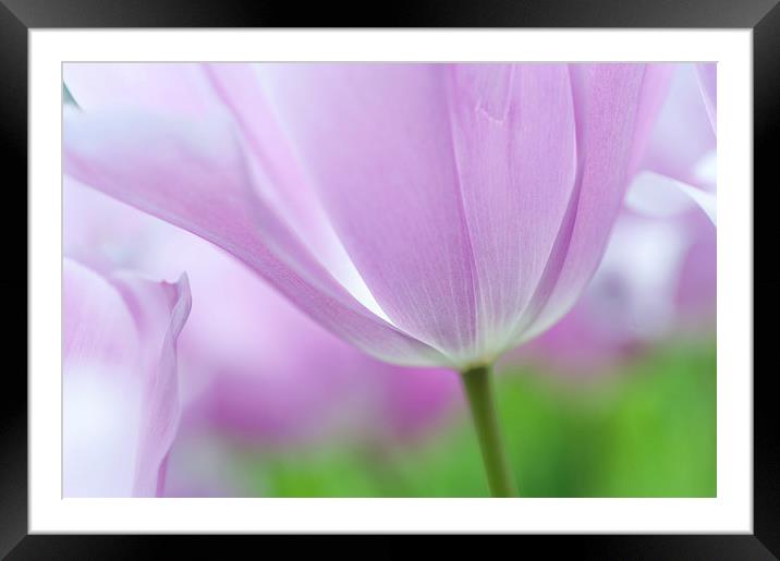  Airy Purple. Tulips of Keukenhof Framed Mounted Print by Jenny Rainbow