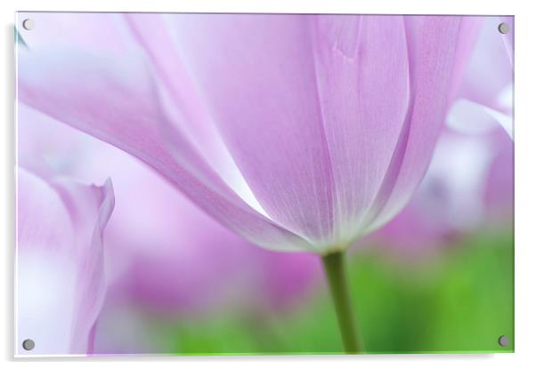  Airy Purple. Tulips of Keukenhof Acrylic by Jenny Rainbow
