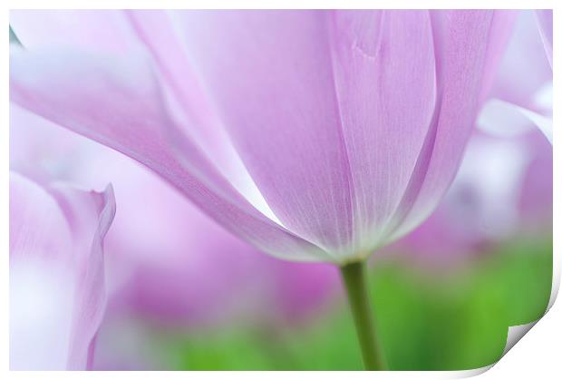  Airy Purple. Tulips of Keukenhof Print by Jenny Rainbow