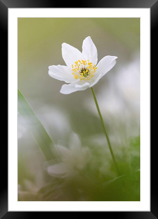  Wood Anemone Framed Mounted Print by Ian Hufton