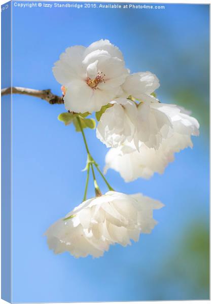  White cherry blossom Canvas Print by Izzy Standbridge