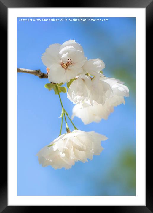  White cherry blossom Framed Mounted Print by Izzy Standbridge