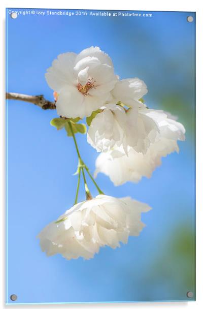  White cherry blossom Acrylic by Izzy Standbridge