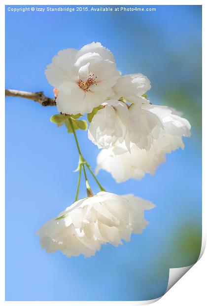  White cherry blossom Print by Izzy Standbridge