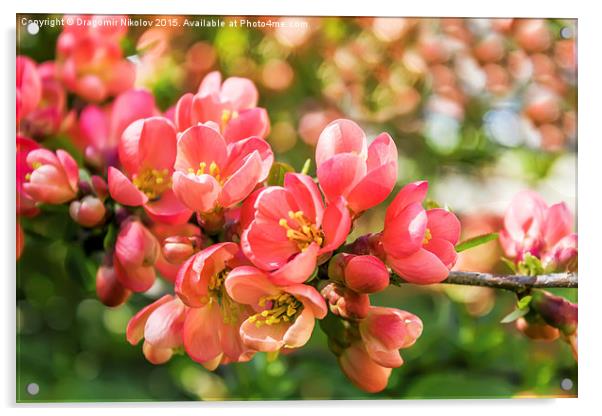 Spring blossoms Acrylic by Dragomir Nikolov