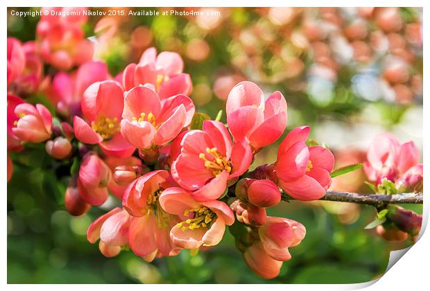 Spring blossoms Print by Dragomir Nikolov