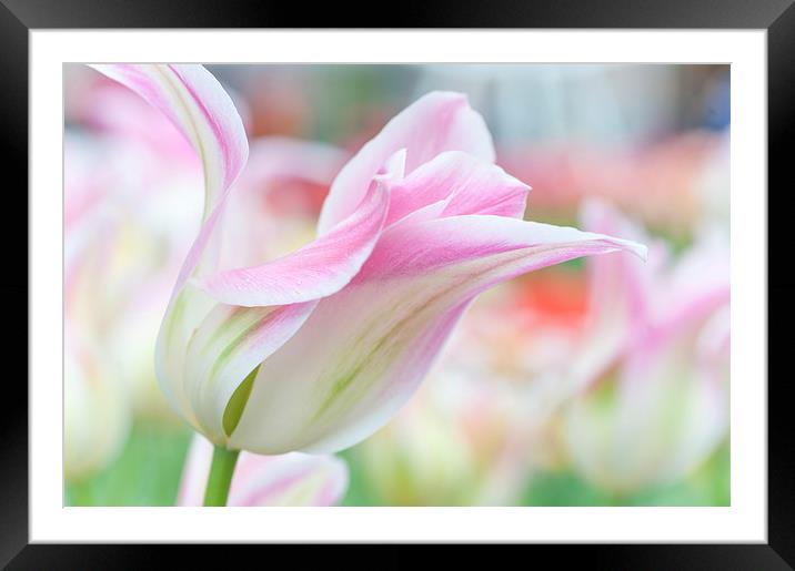  Emollient Lightness. Tulips of Keukenhof Framed Mounted Print by Jenny Rainbow