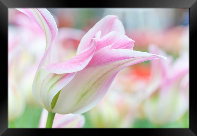  Emollient Lightness. Tulips of Keukenhof Framed Print by Jenny Rainbow