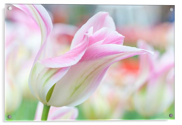  Emollient Lightness. Tulips of Keukenhof Acrylic by Jenny Rainbow