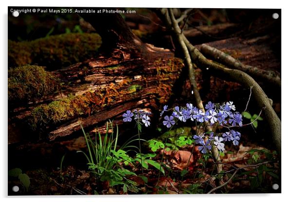  Vinca or Wild Blue Phlox (Phlox Divaricata) Acrylic by Paul Mays